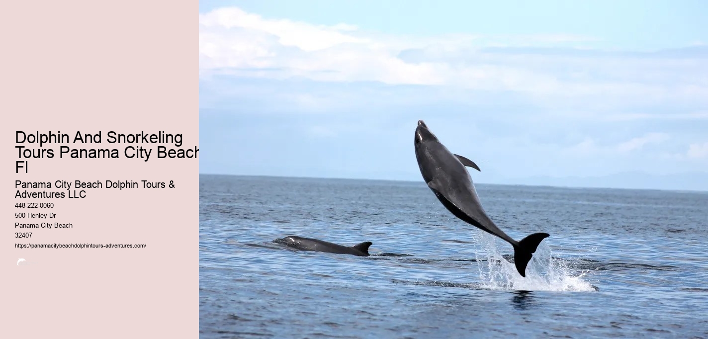 Dolphin And Snorkeling Tours Panama City Beach Fl