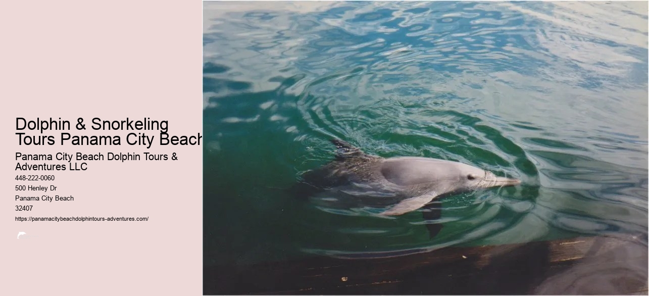 Dolphin And Snorkel Tours Panama City Beach
