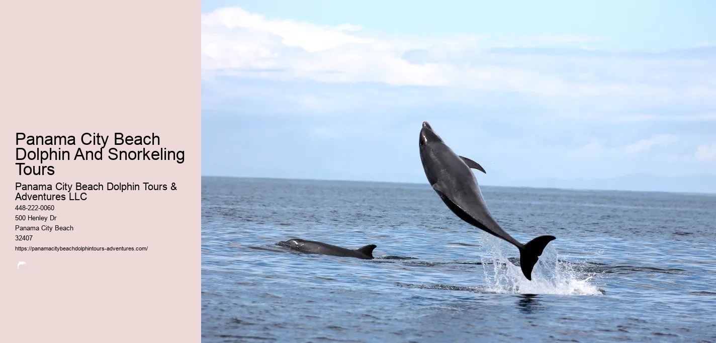 Dolphin And Snorkeling Tours Panama City Beach Fl