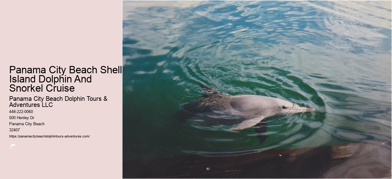Dolphin And Snorkeling Tours Panama City Beach