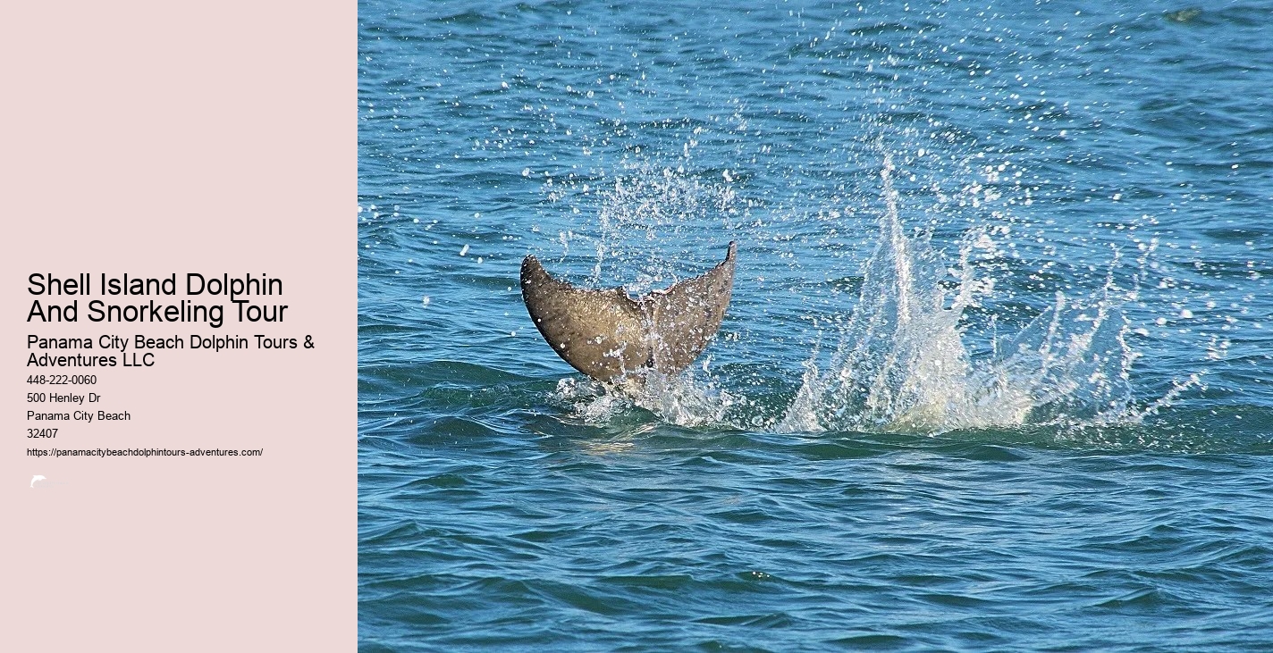 Dolphin And Snorkeling Tours Panama City Beach
