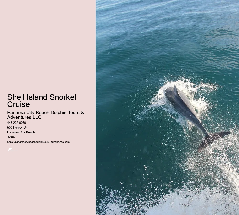 Dolphin And Snorkel Tours Panama City Beach