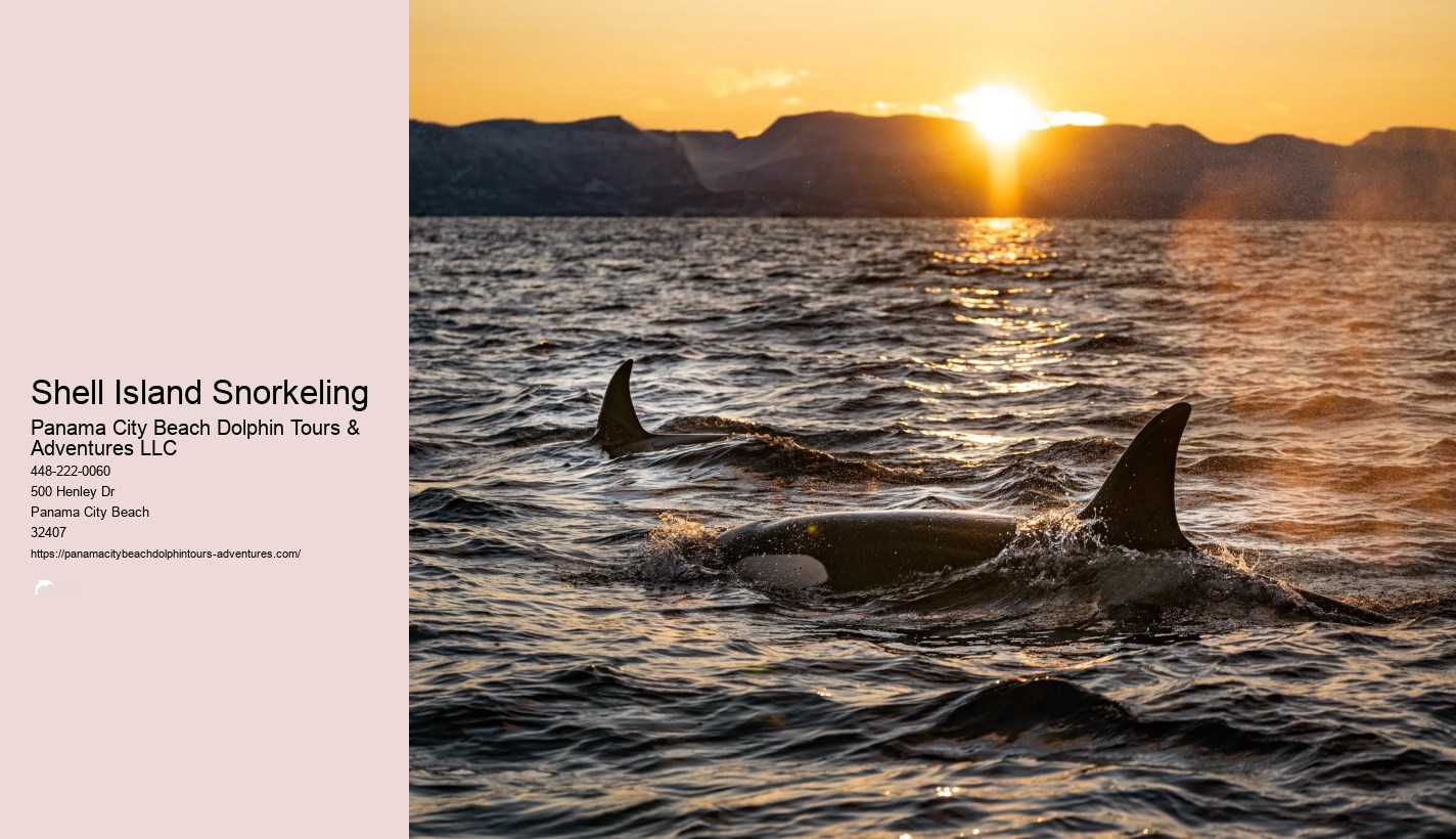 Dolphin And Snorkel Tours Panama City Beach