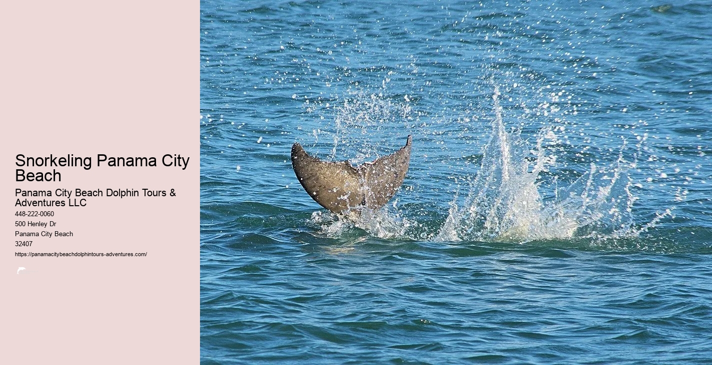 Dolphin & Snorkeling Tours Panama City Beach