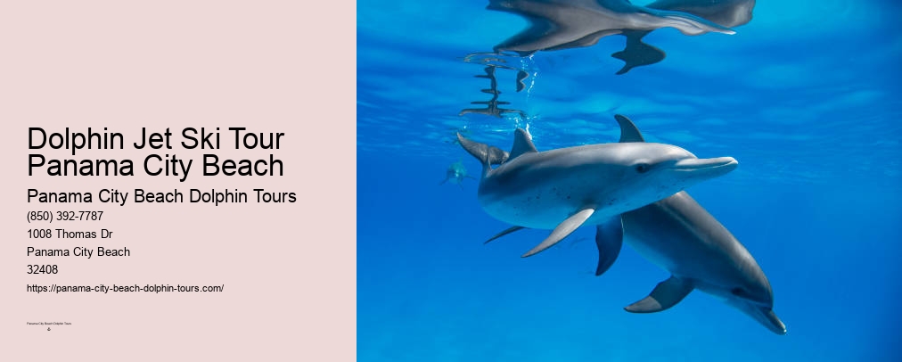 Swim With Dolphins Near Me