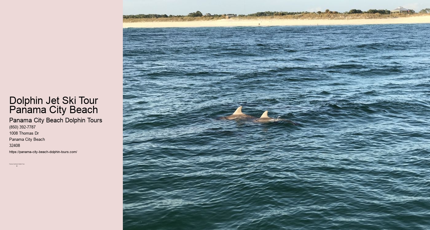 Shell Island Dolphin Swim