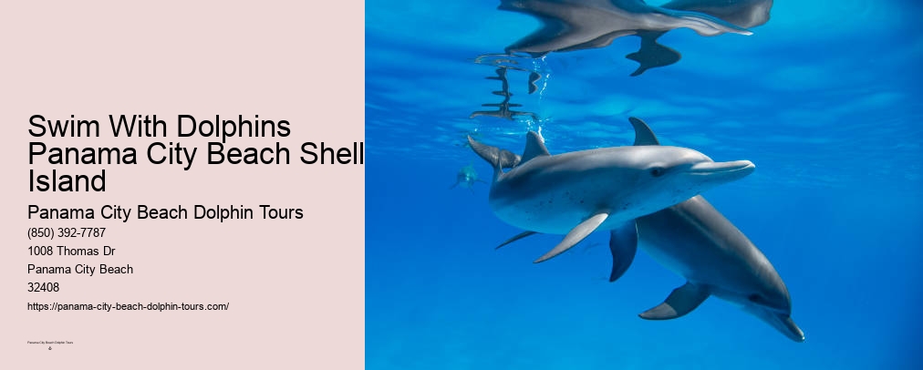 Swimming With Dolphins Panama City Beach