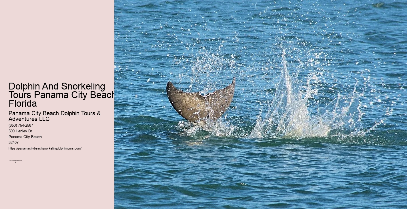 Panama City Beach Dolphin And Snorkel Tours
