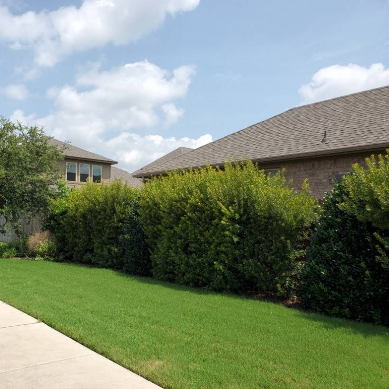 How do I take care of my lawn in Texas