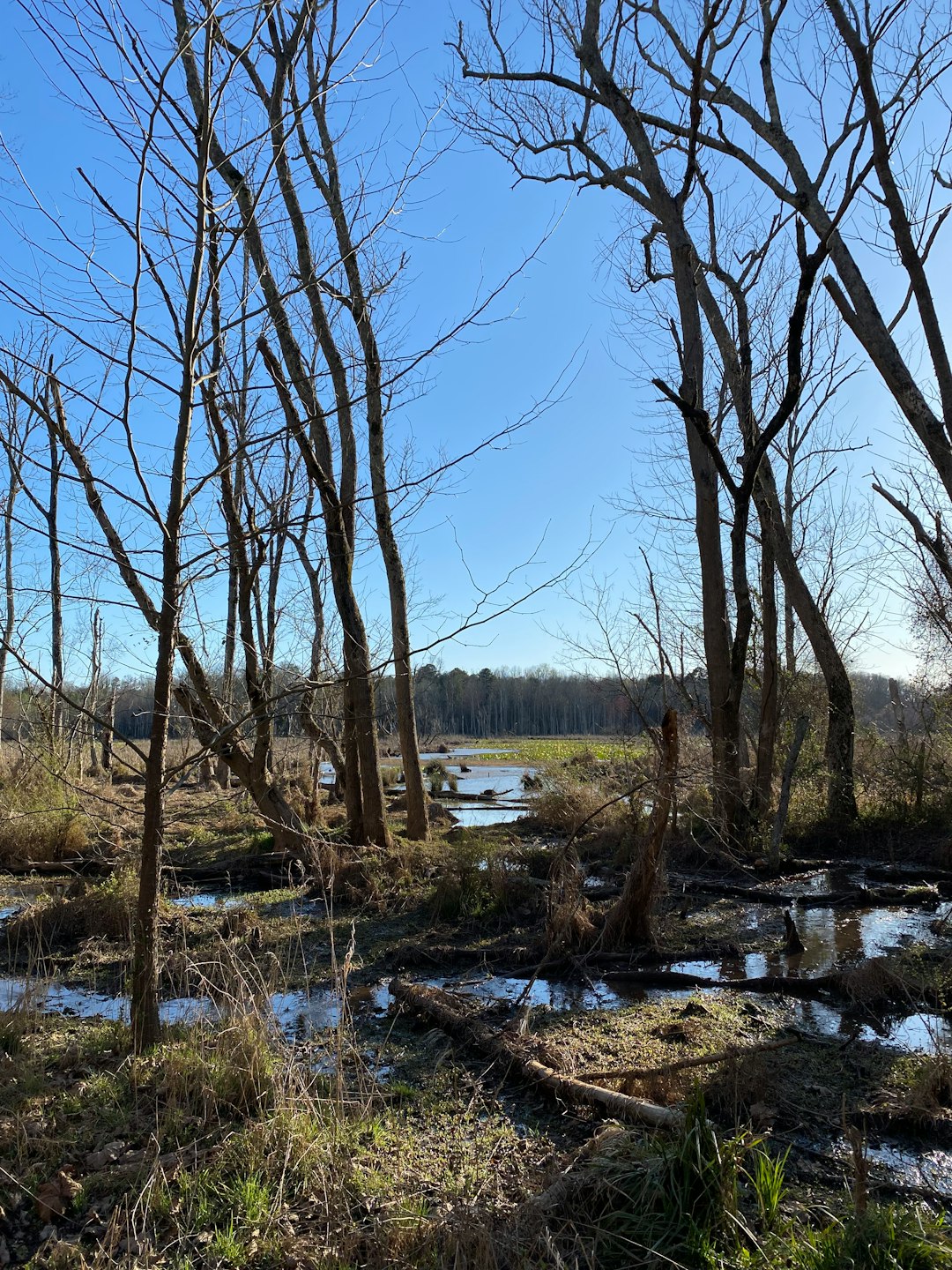 How to Determine the Value of Your North Carolina Land Before Selling for Cash