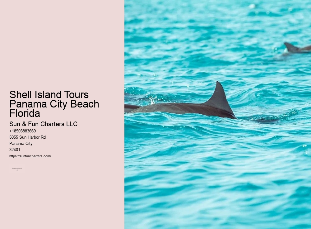 Swim With Dolphins Panama City Beach Shell Island