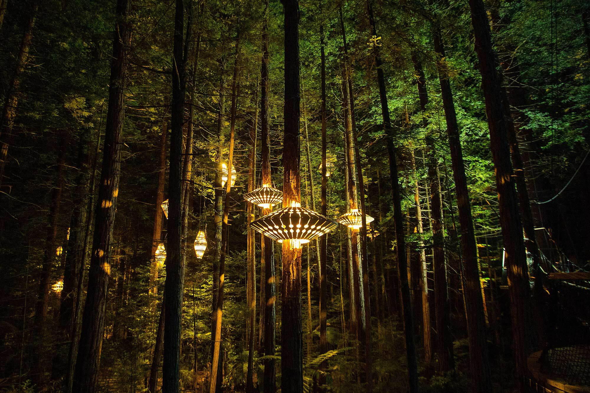 Redwoods treelights LAND
