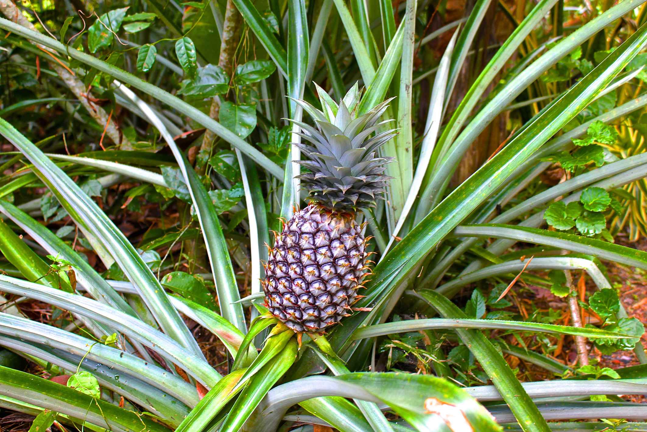 Vietnam Fresh Queen Pineapple Type 5 from Vietnam