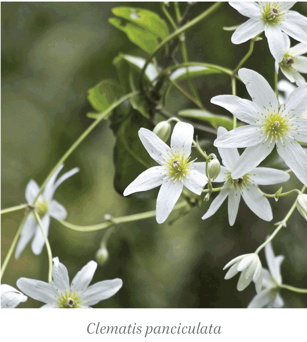 Wellington Plants clematis