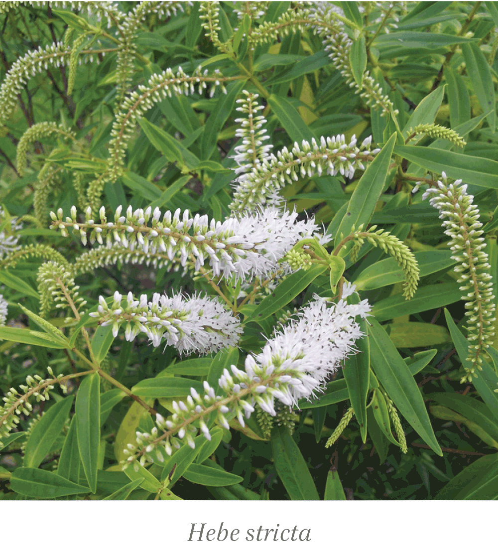 Wellington Plants koromiko